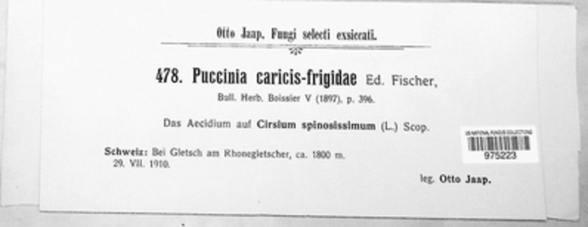 Puccinia caricis-frigidae image